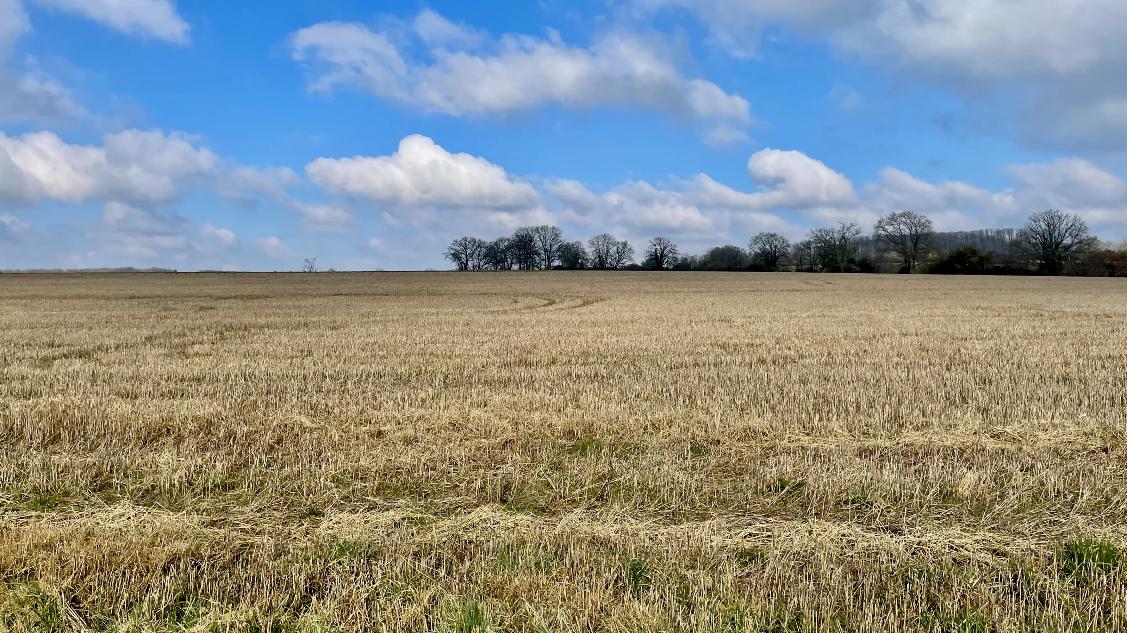 Champs aux abords de Bazoches-sur-Hoëne